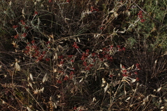 Helichrysum sanguineum