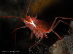 Lysmata rafa
