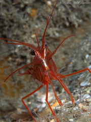 Lysmata rafa