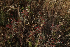 Helichrysum sanguineum