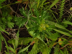 Potentilla argentea
