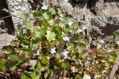 Cymbalaria muralis
