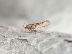 Argyresthia alternatella