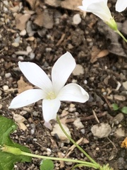 Oxalis incarnata