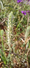 Plantago aristata