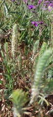 Plantago aristata