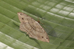Psamatodes pernicata