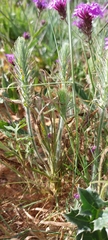 Plantago aristata