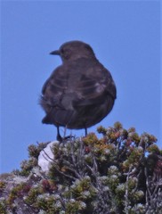 Cinclodes antarcticus