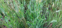 Plantago aristata