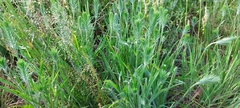 Plantago aristata