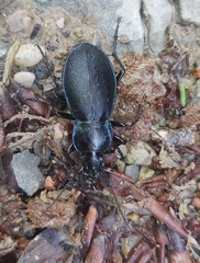 Carabus scheidleri