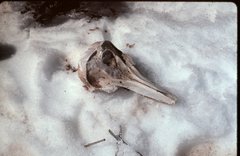 Stenella coeruleoalba