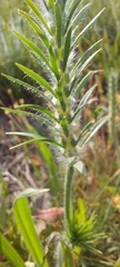 Plantago aristata