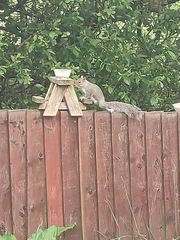 Sciurus carolinensis