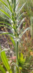 Plantago aristata