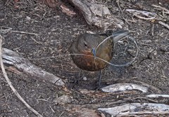 Cinclodes antarcticus