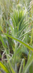 Plantago aristata