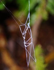 Progradungula otwayensis