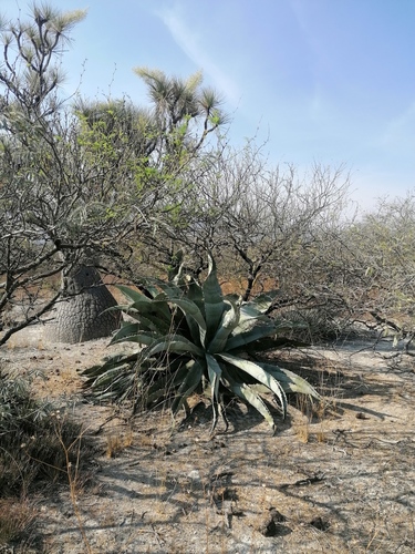 Agave marmorata
