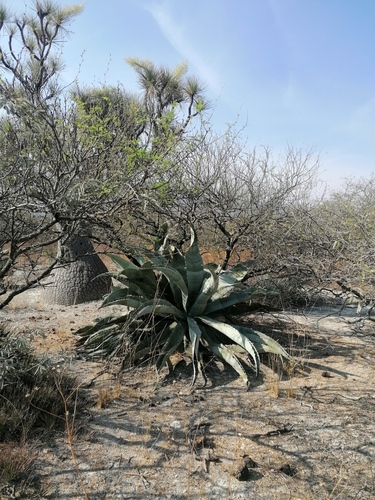 Agave marmorata