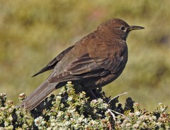 Cinclodes antarcticus