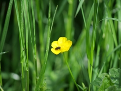 Anthaxia quadripunctata