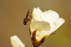 Sphegina