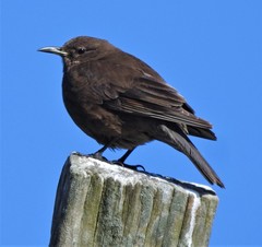 Cinclodes antarcticus