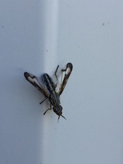 Dorycera grandis