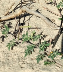 Indigofera miniata