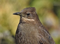 Cinclodes antarcticus