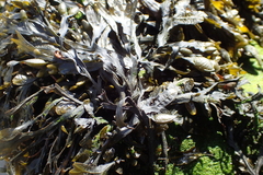 Fucus guiryi