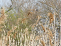 Saxicola rubicola