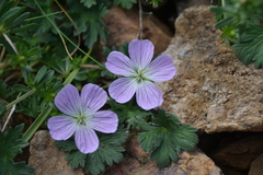 Geranium dolomiticum