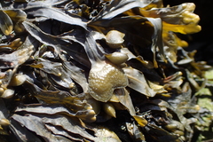 Fucus guiryi