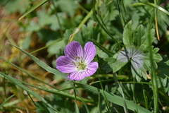 Geranium dolomiticum