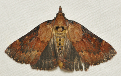 Omphalocera munroei