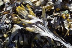 Fucus guiryi