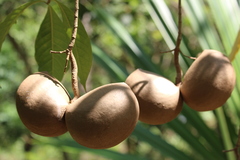 Tabernaemontana donnell-smithii