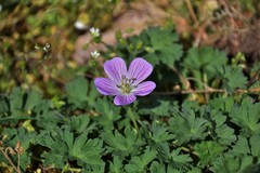 Geranium dolomiticum