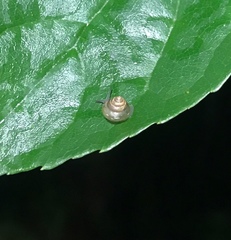 Kaliella