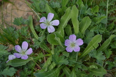 Geranium dolomiticum