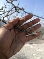 Bursera arida