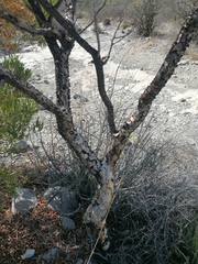 Bursera arida