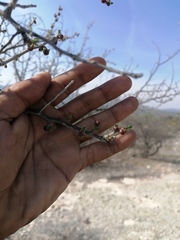 Bursera arida