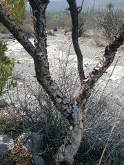 Bursera arida