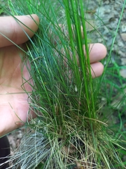 Festuca heterophylla