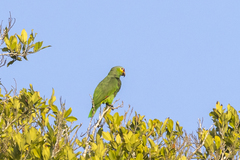 Amazona autumnalis autumnalis