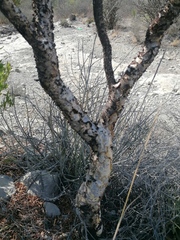 Bursera arida